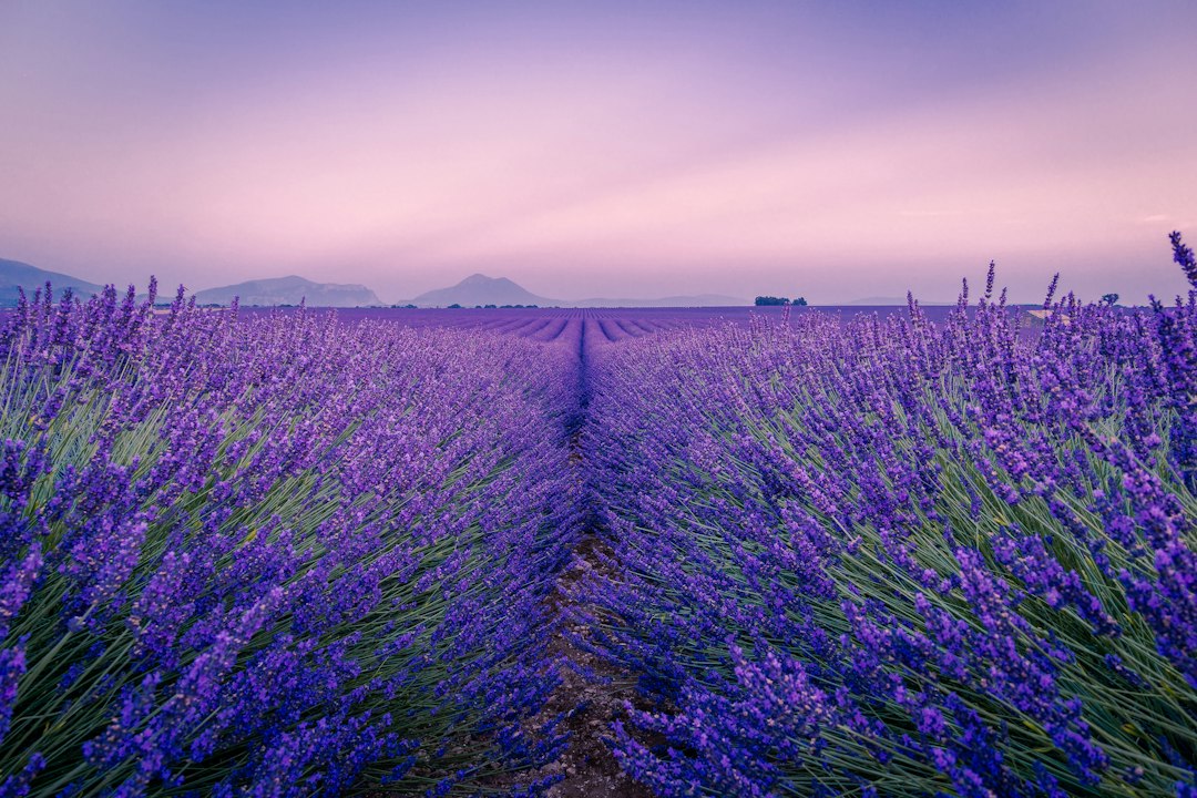 Lavendel kunstwerk met paarse tinten.